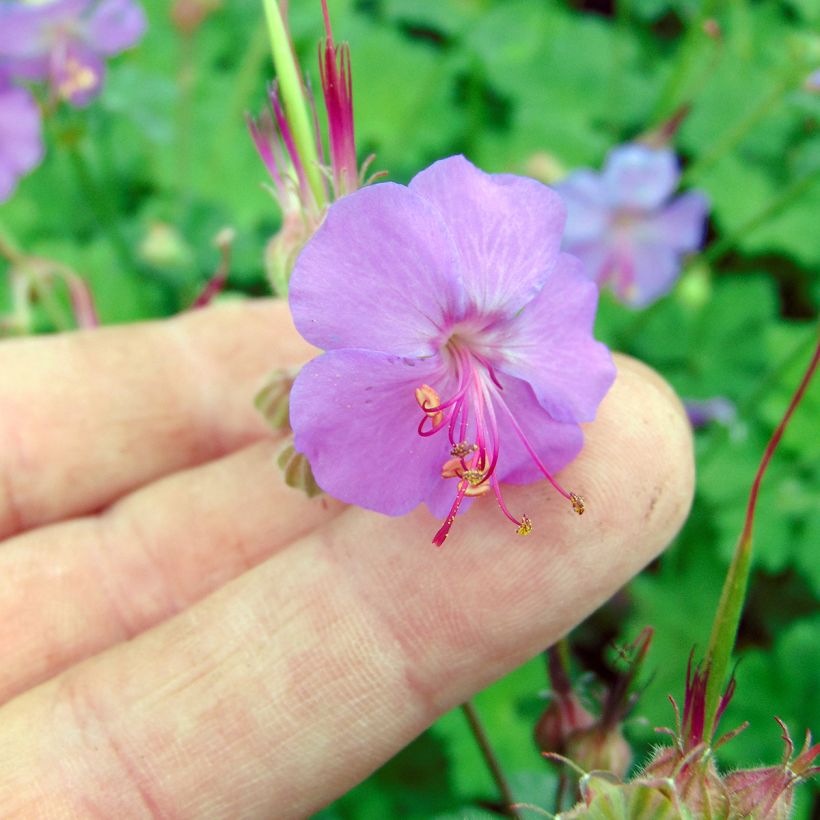 Geranium cantabrigiense Karmina - Cambridge Storchschnabel (Blüte)