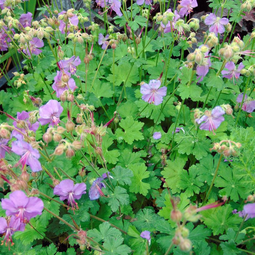 Geranium cantabrigiense Karmina - Cambridge Storchschnabel (Hafen)