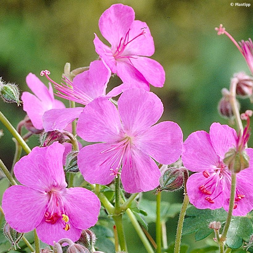 Geranium cantabrigiense Westray - Cambridge Storchschnabel (Blüte)