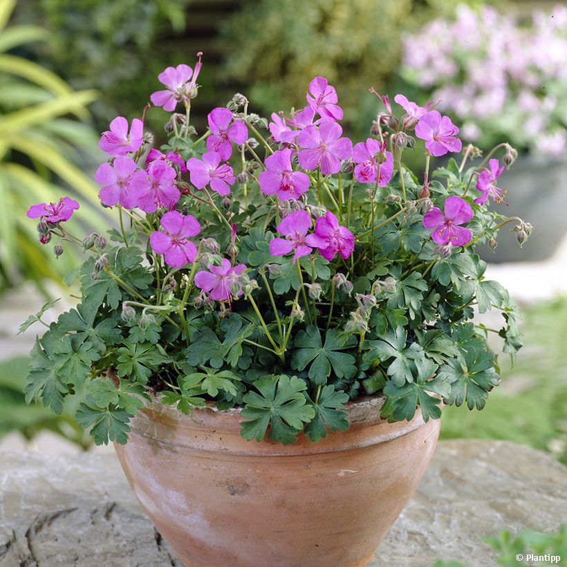 Geranium cantabrigiense Westray - Cambridge Storchschnabel (Hafen)