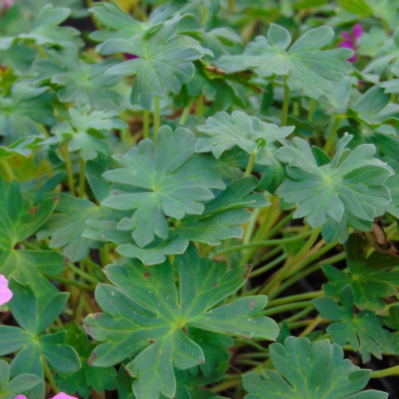 Geranium cinereum Jolly Jewel Hot Pink - Aschgrauer Storchschnabel (Laub)