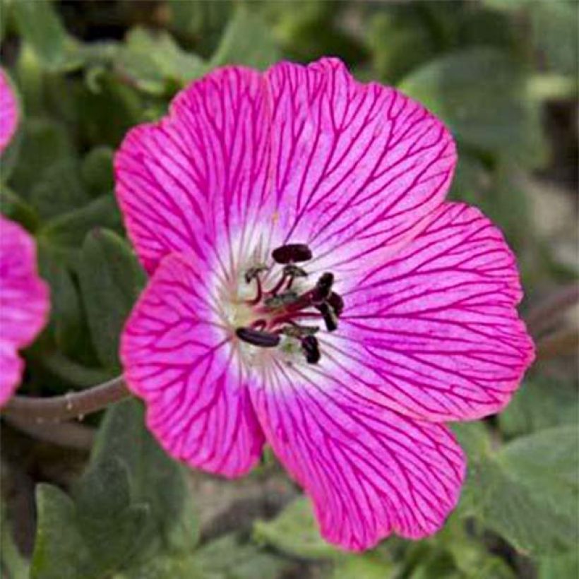 Geranium cinereum Jolly Jewel Hot Pink - Aschgrauer Storchschnabel (Blüte)