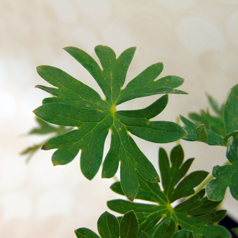 Geranium cinereum Jolly Jewel Night - Aschgrauer Storchschnabel (Laub)