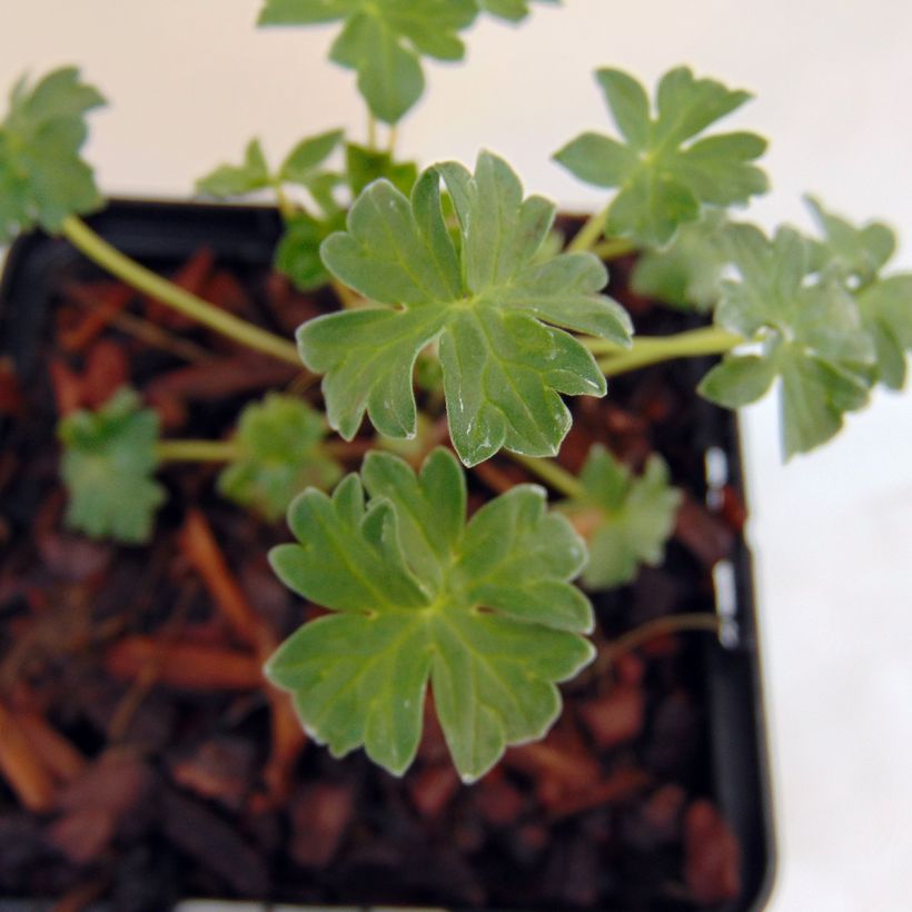 Geranium cinereum Jolly Jewel Salmon - Aschgrauer Storchschnabel (Laub)