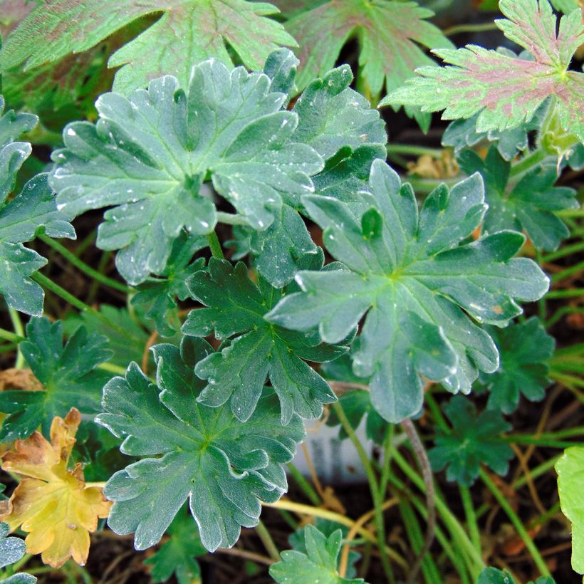 Geranium cinereum Laurence Flatman - Aschgrauer Storchschnabel (Laub)