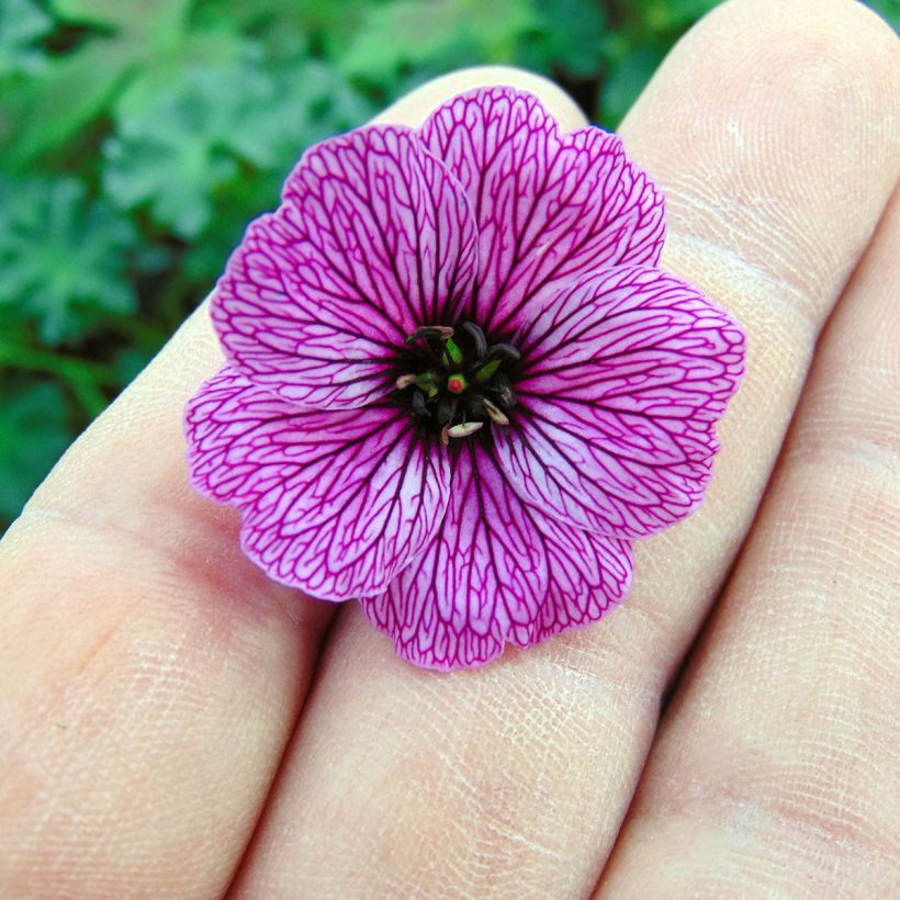 Geranium cinereum Laurence Flatman - Aschgrauer Storchschnabel (Blüte)