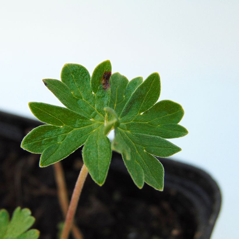 Geranium cinereum v. subcaulescens - Aschgrauer Storchschnabel (Laub)