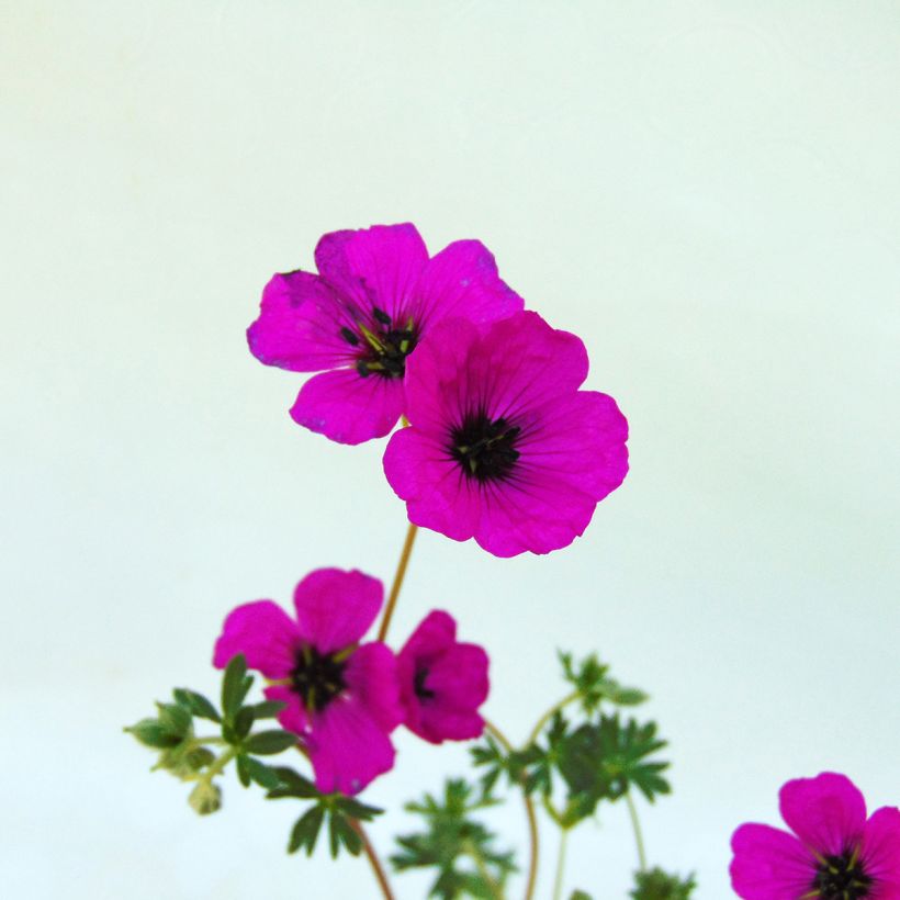 Geranium cinereum v. subcaulescens - Aschgrauer Storchschnabel (Blüte)