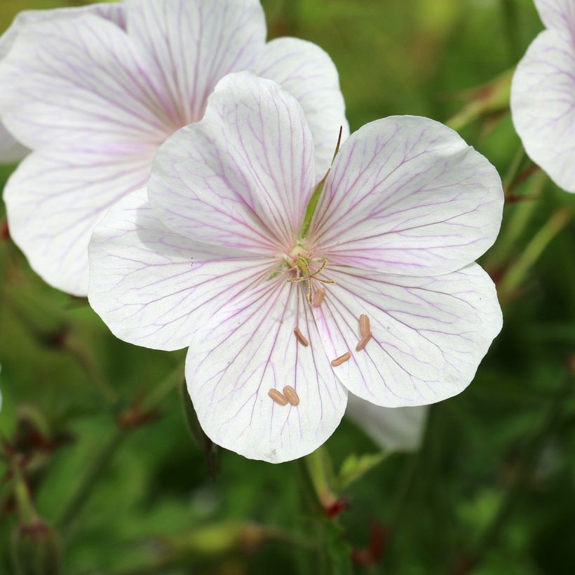 Geranium clarkei Kashmir White - Clarkes Storchschnabel (Blüte)