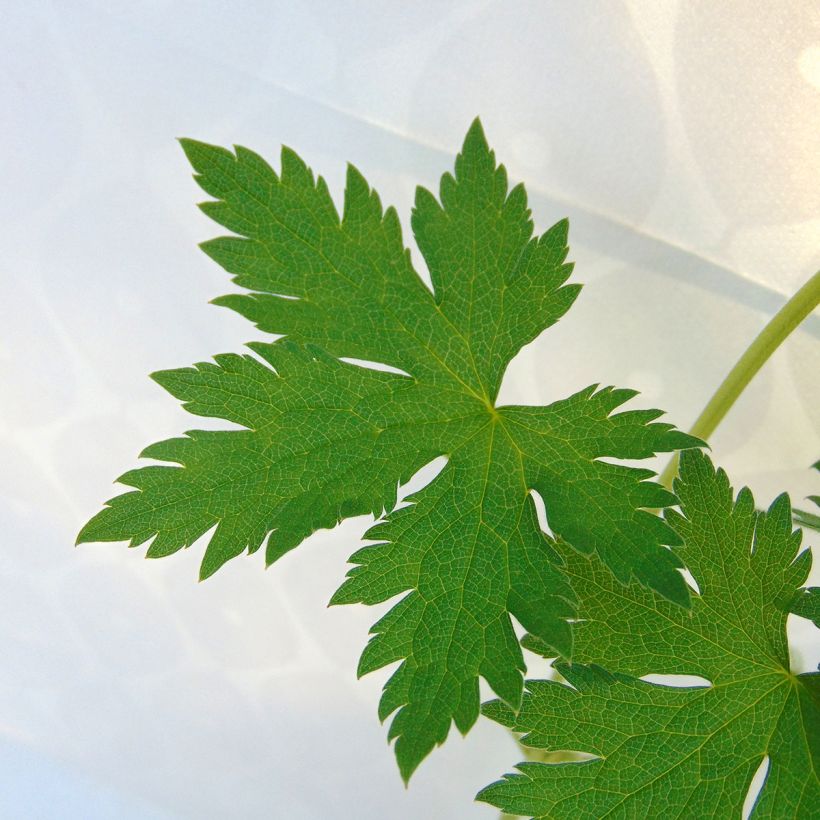 Geranium endressii - Pyrenäen-Storchschnabel (Laub)