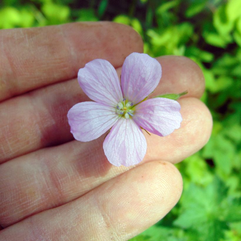 Geranium endressii - Pyrenäen-Storchschnabel (Blüte)