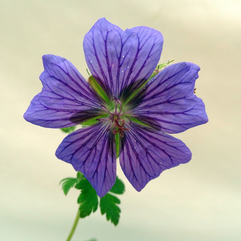 Geranium ibericum - Iberisches Storchschnabel (Blüte)