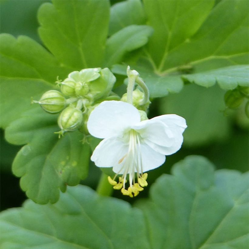 Geranium macrorrhizum White Ness - Balkan-Storchschnabel (Laub)