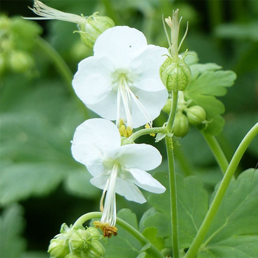 Geranium macrorrhizum White Ness - Balkan-Storchschnabel (Blüte)