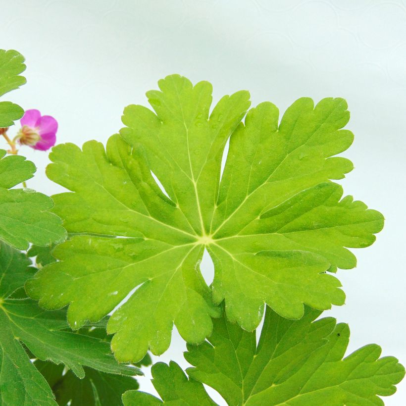 Geranium macrorrhizum - Balkan-Storchschnabel (Laub)