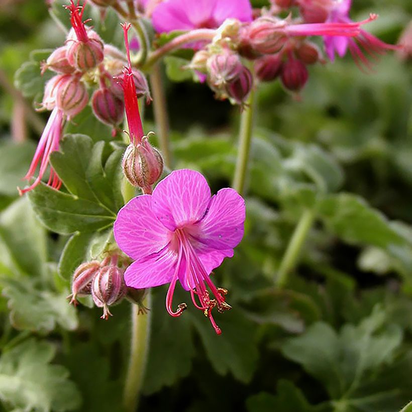 Geranium macrorrhizum Ingwersen's Variety - Balkan-Storchschnabel (Blüte)