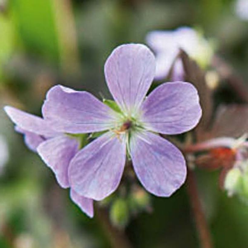 Geranium maculatum Espresso - Dunkelblättriger Storchschnabel (Blüte)