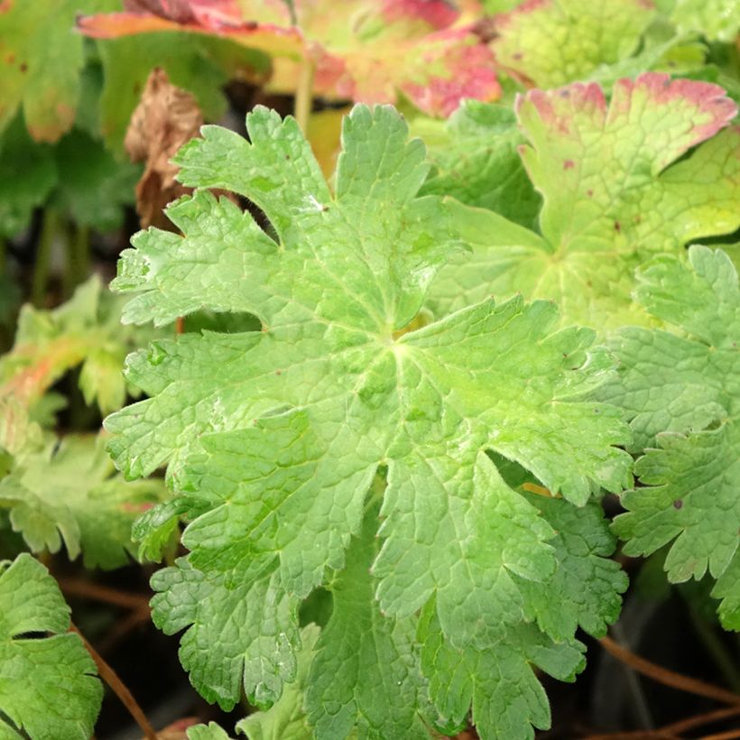 Geranium magnificum Blue Blood - Großer Storchschnabel (Laub)