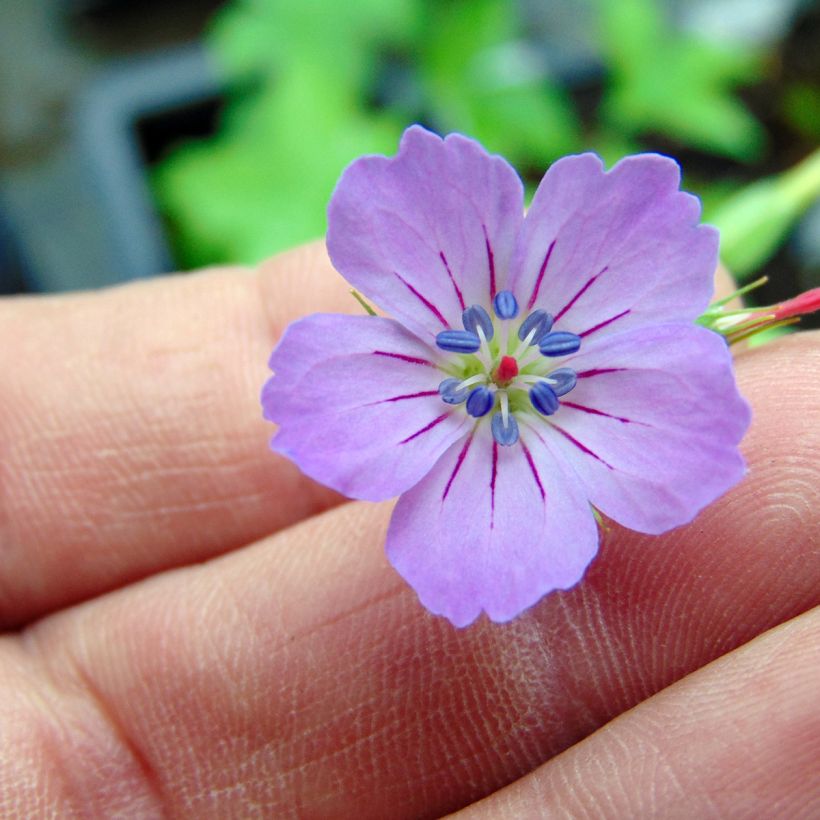 Geranium nodosum - Knotiger Bergwald Storchschnabel (Blüte)