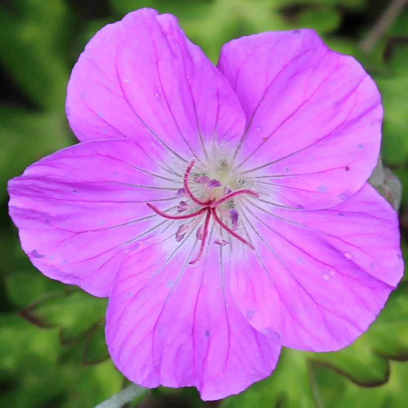 Geranium orientalitibeticum - Storchschnabel (Blüte)