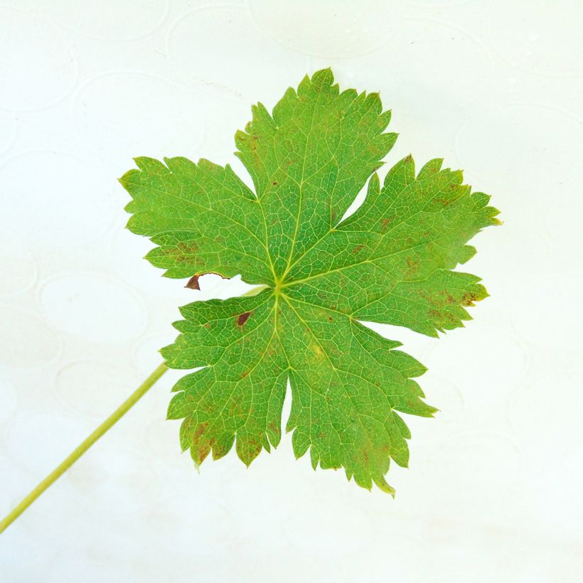 Geranium oxonianum Claridge Druce - Oxford-Storchschnabel (Laub)