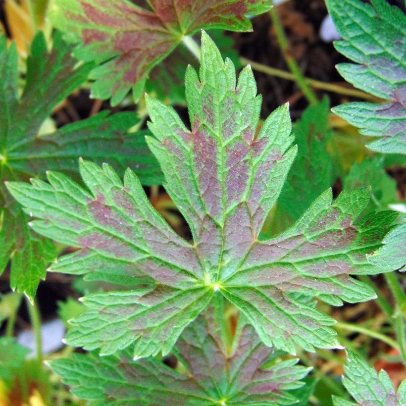 Geranium oxonianum Katherine Adele - Oxford-Storchschnabel (Laub)