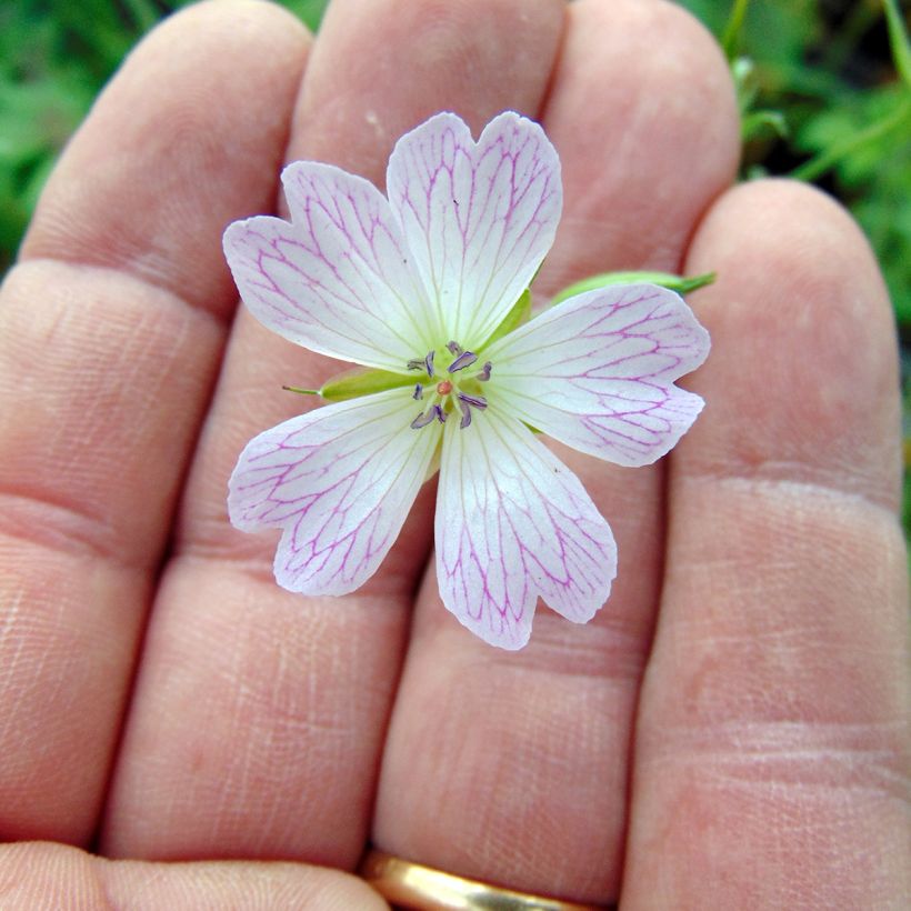 Geranium oxonianum Katherine Adele - Oxford-Storchschnabel (Blüte)