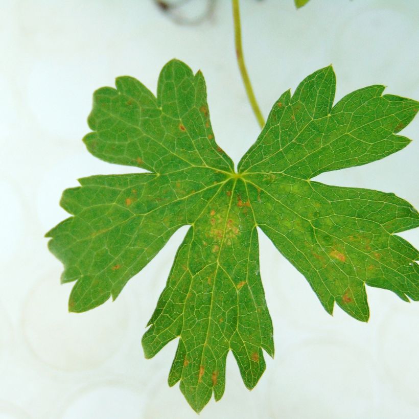 Geranium oxonianum Rosenlicht - Oxford-Storchschnabel (Laub)