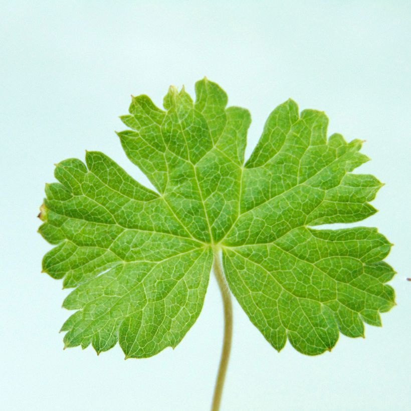 Geranium oxonianum f. thurstonianum Southcombe Double - Oxford-Storchschnabel (Laub)