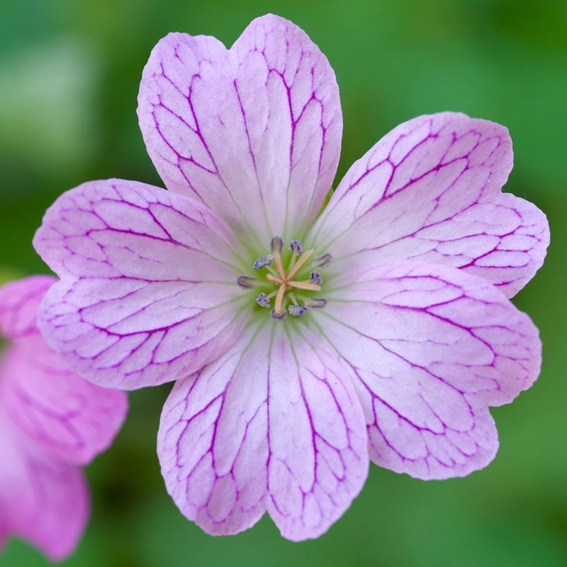 Geranium oxonianum Walter s Gift - Oxford-Storchschnabel (Blüte)