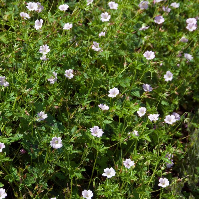 Geranium oxonianum Walter s Gift - Oxford-Storchschnabel (Hafen)