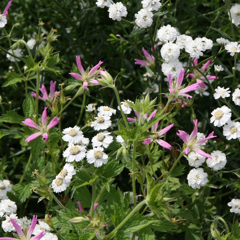 Geranium oxonianum f. thurstonianum - Oxford-Storchschnabel (Hafen)