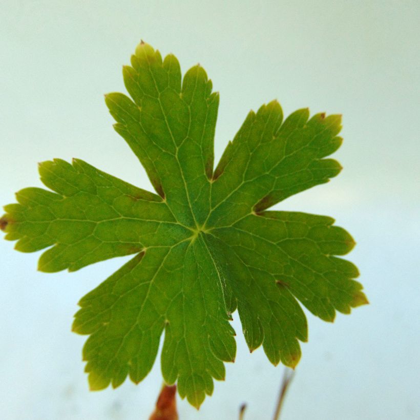 Geranium phaeum Golden Spring - Brauner Storchschnabel (Laub)