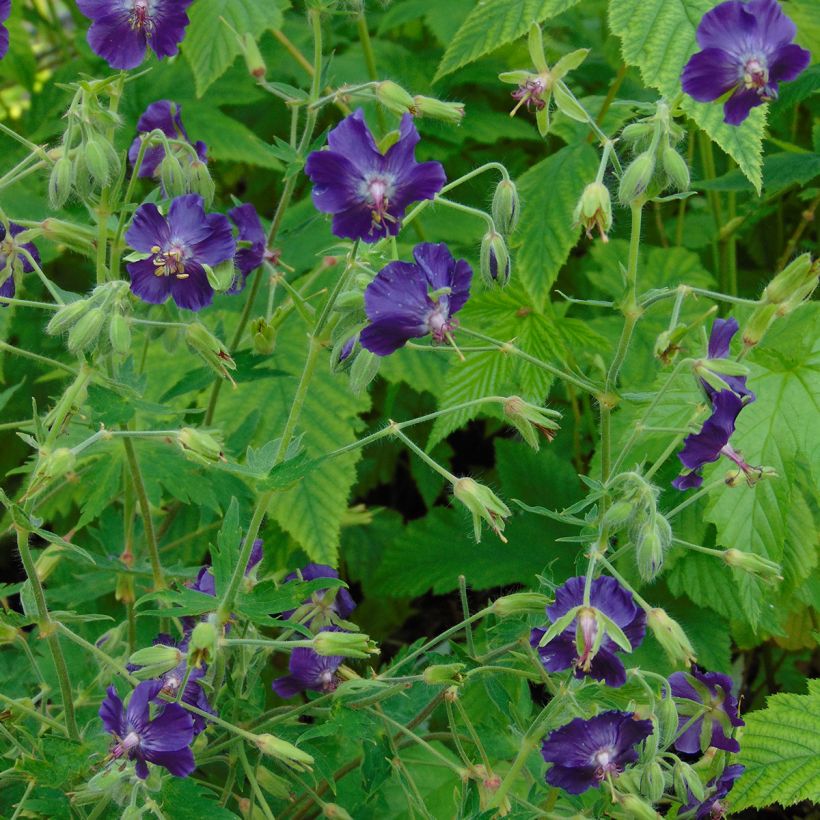 Geranium phaeum Lily Lovell - Brauner Storchschnabel (Hafen)