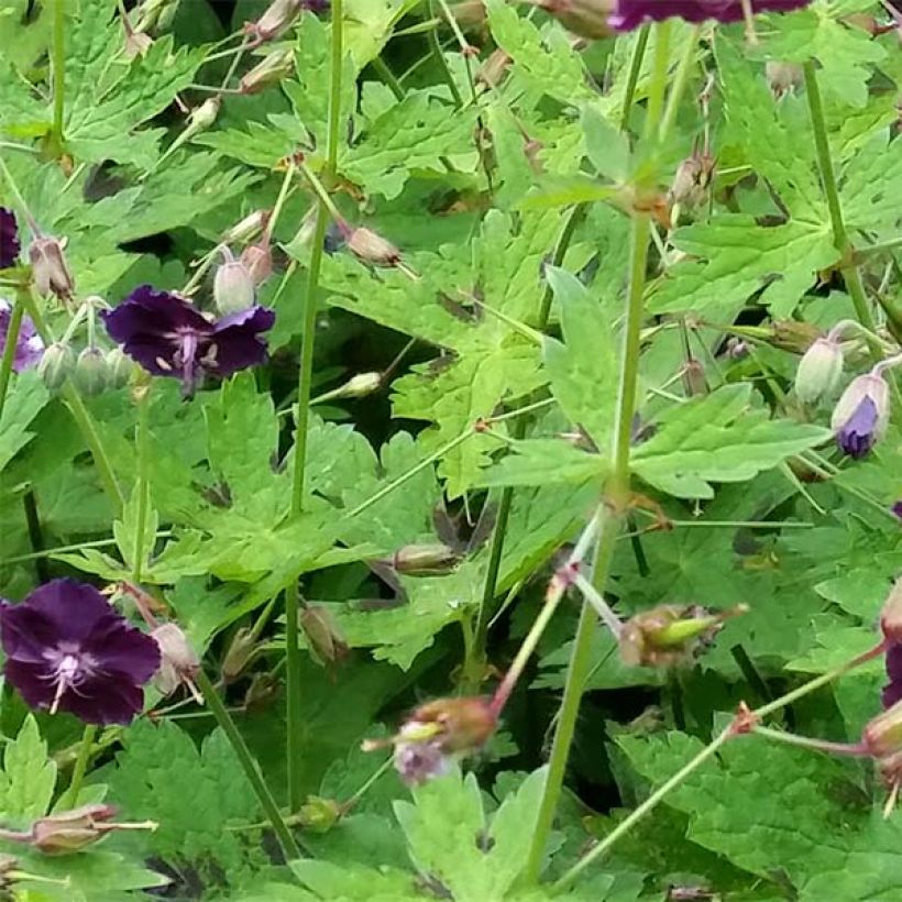 Geranium phaeum Raven - Brauner Storchschnabel (Laub)