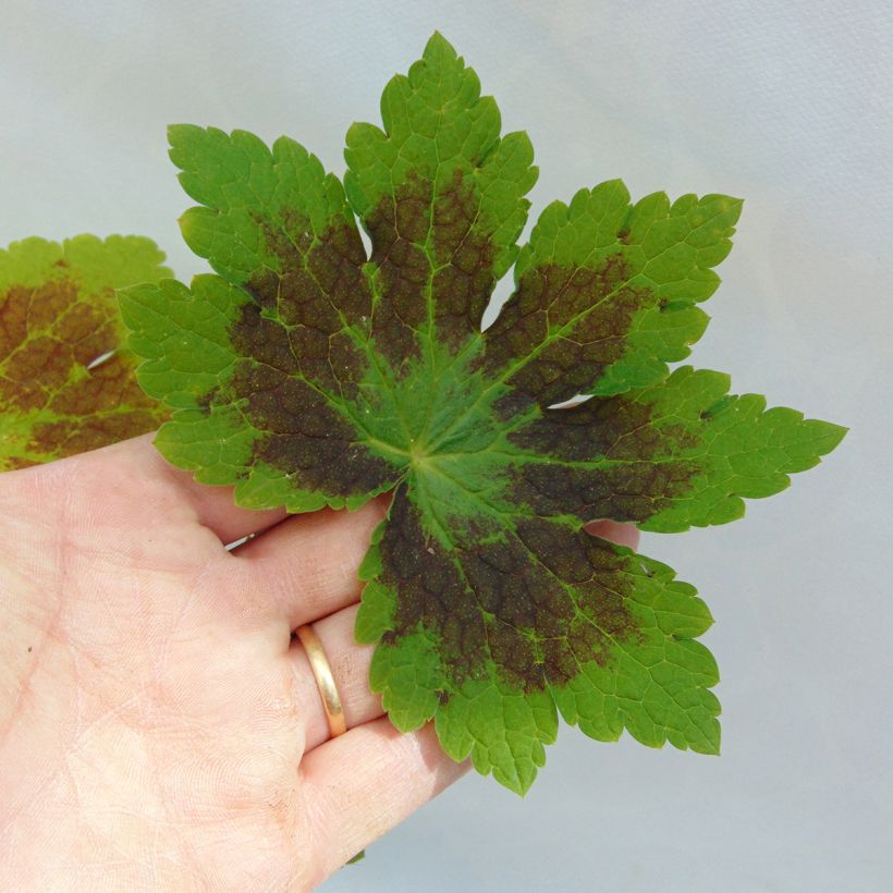 Geranium phaeum Samobor - Brauner Storchschnabel (Laub)