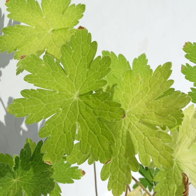 Geranium phaeum var lividum - Brauner Storchschnabel (Laub)