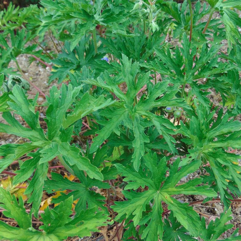 Geranium pratense Cloud Nine - Wiesen-Storchschnabel (Laub)