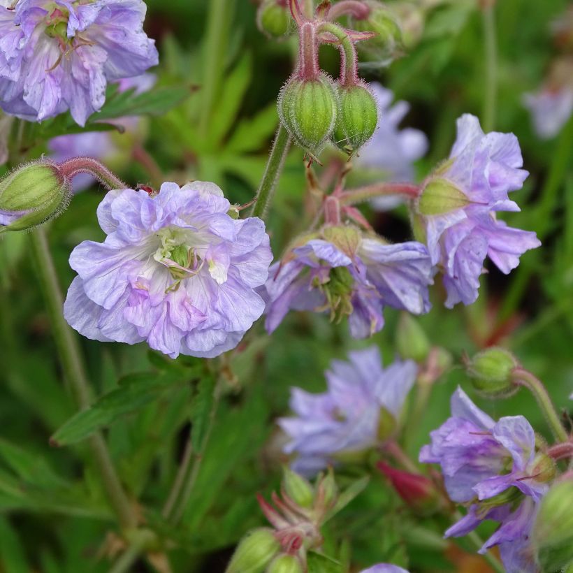 Geranium pratense Cloud Nine - Wiesen-Storchschnabel (Blüte)