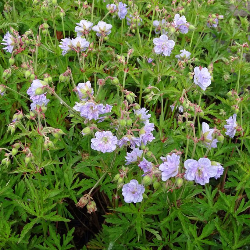 Geranium pratense Cloud Nine - Wiesen-Storchschnabel (Hafen)