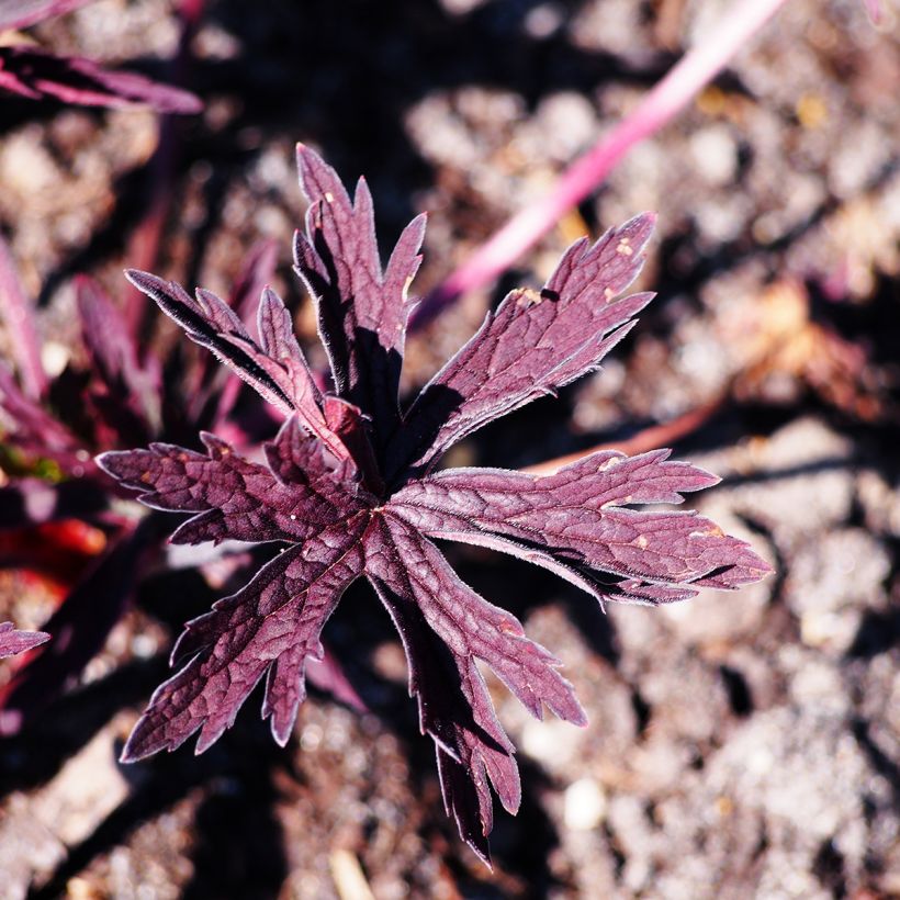 Geranium pratense Dark Reiter - Wiesen-Storchschnabel (Laub)