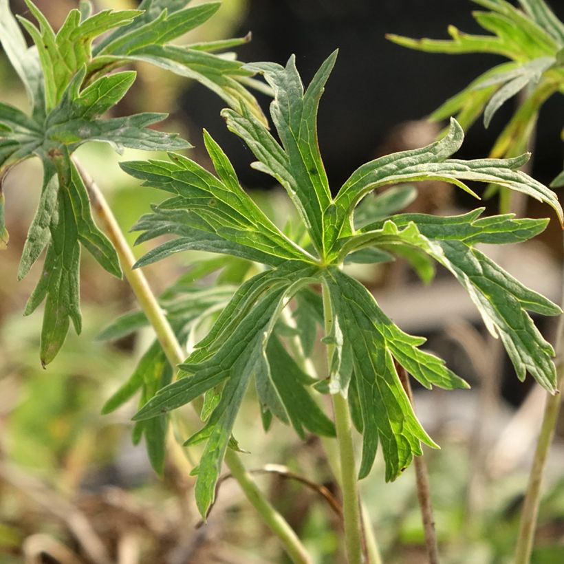 Geranium pratense Double Jewel - Wiesen-Storchschnabel (Laub)