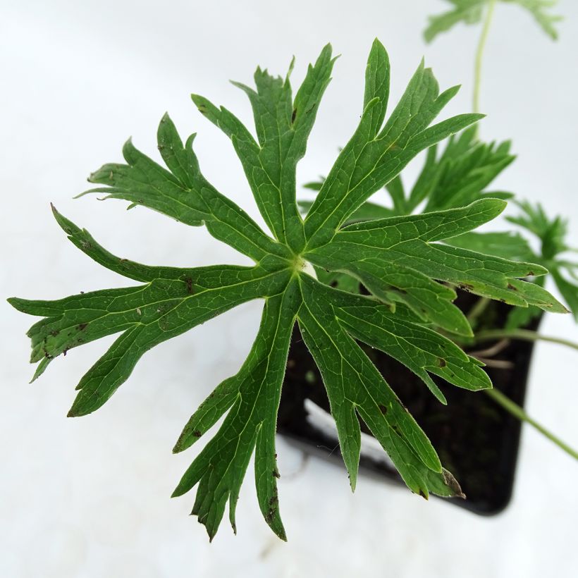 Geranium pratense f. albiflorum Galactic - Wiesen-Storchschnabel (Laub)