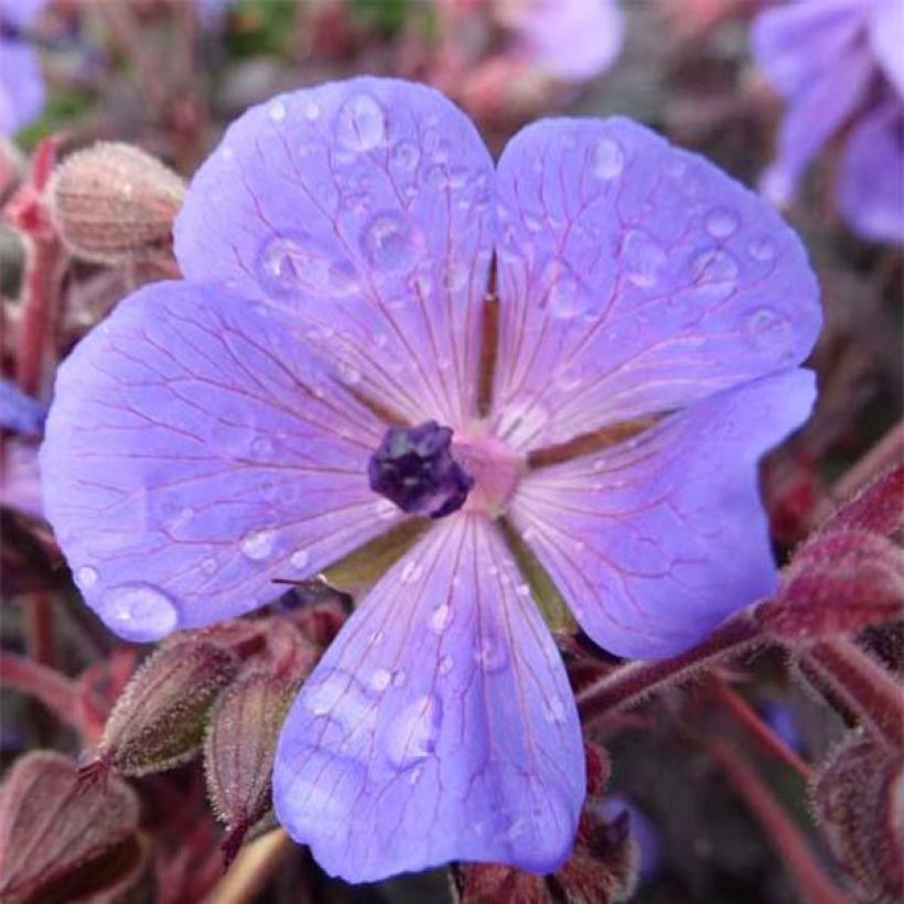 Geranium pratense Hocus Pocus - Wiesen-Storchschnabel (Blüte)