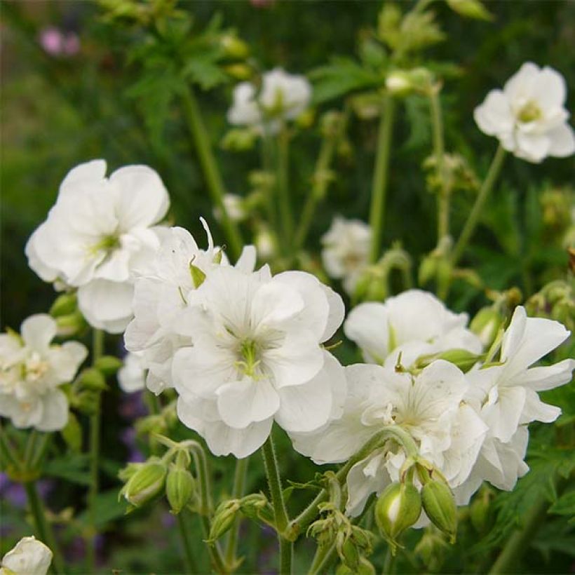 Geranium pratense Laura - Wiesen-Storchschnabel (Blüte)