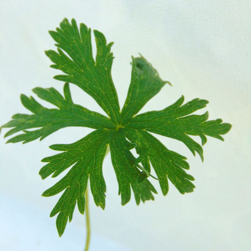 Geranium pratense Laura - Wiesen-Storchschnabel (Laub)