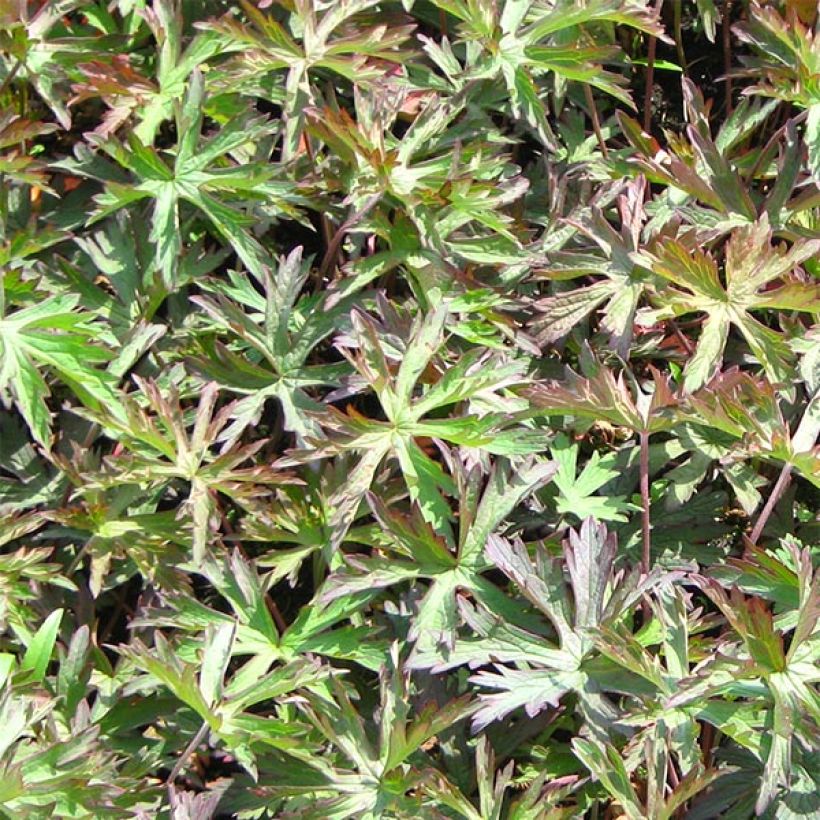 Geranium pratense Marshmallow - Wiesen-Storchschnabel (Laub)