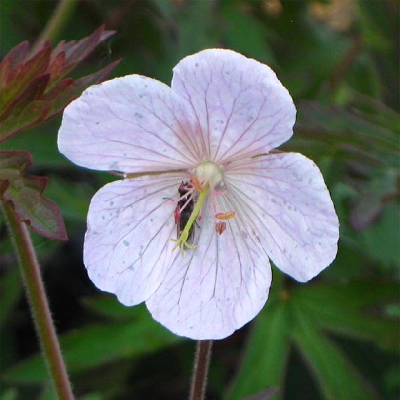 Geranium pratense Marshmallow - Wiesen-Storchschnabel (Blüte)