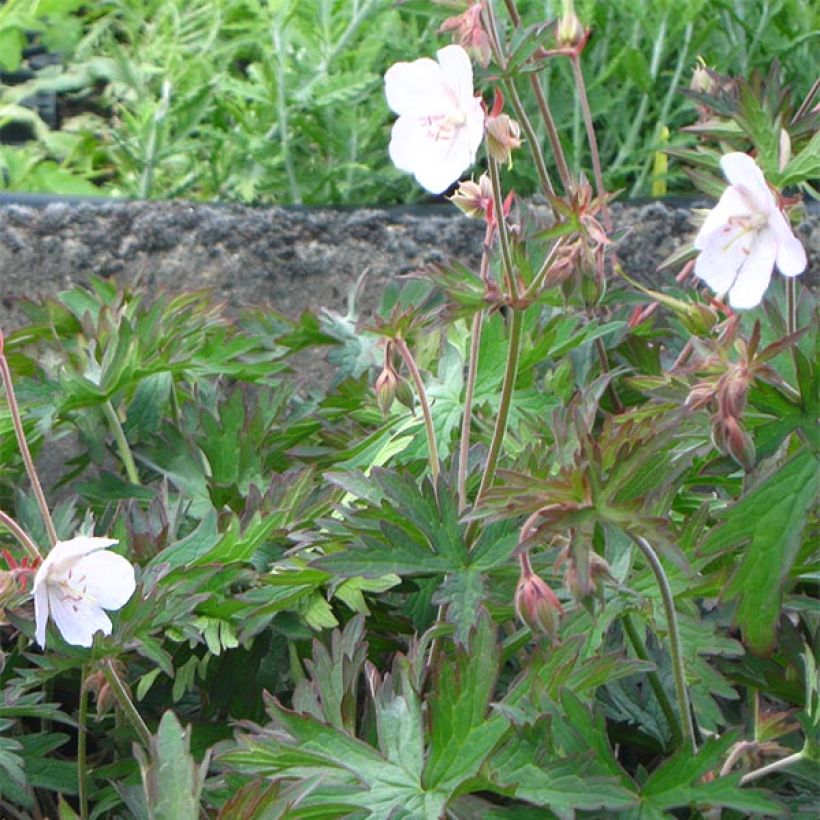 Geranium pratense Marshmallow - Wiesen-Storchschnabel (Hafen)