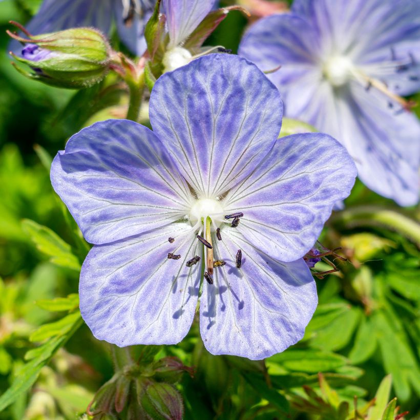 Geranium pratense Mrs Kendall Clark - Wiesen-Storchschnabel (Blüte)